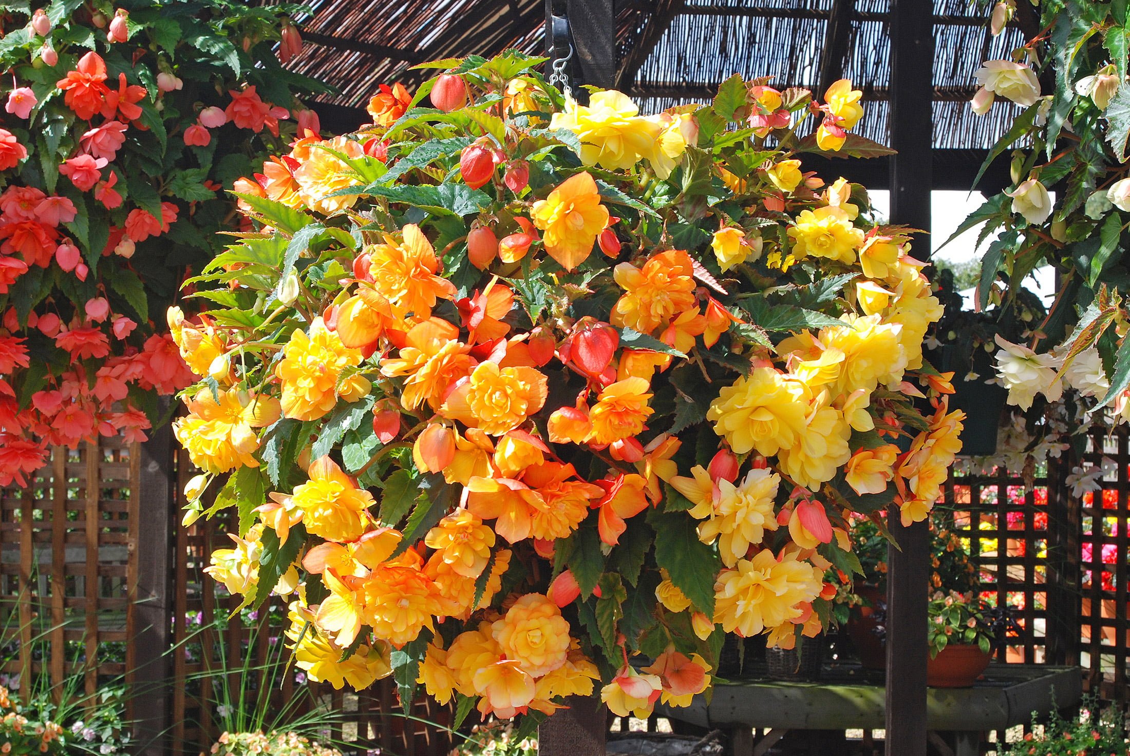 Begonia 'Apricot Shades' - Richard Jackson Garden