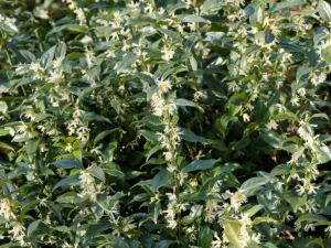 Sarcococca Confusa