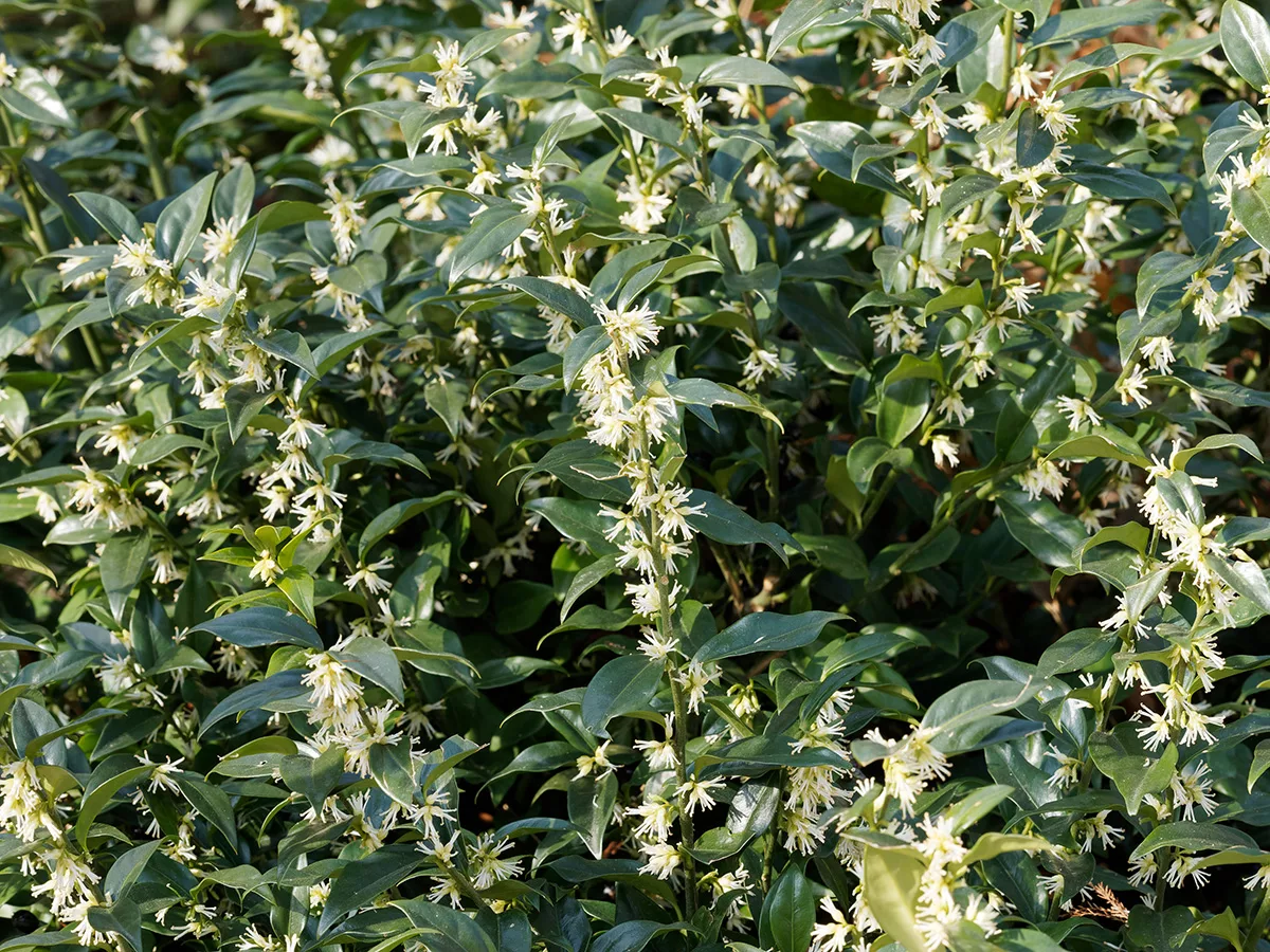 Sarcococca Confusa