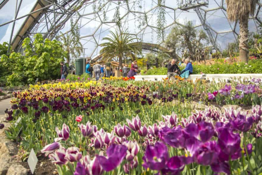 Spring gardens to visit in Cornwall - Richard Jackson Garden