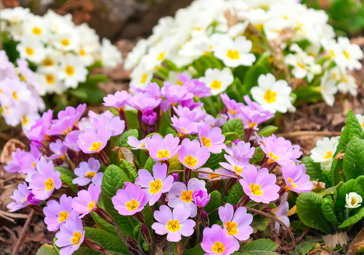 pink and yellow primroses