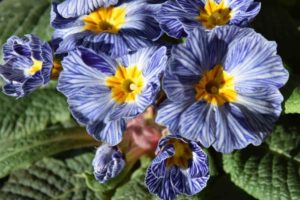 Primula 'Blue Zebra'