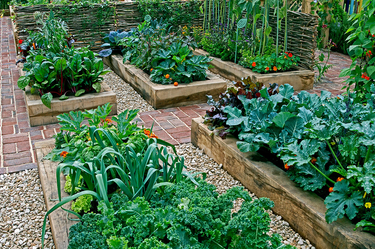 raised vegetable beds