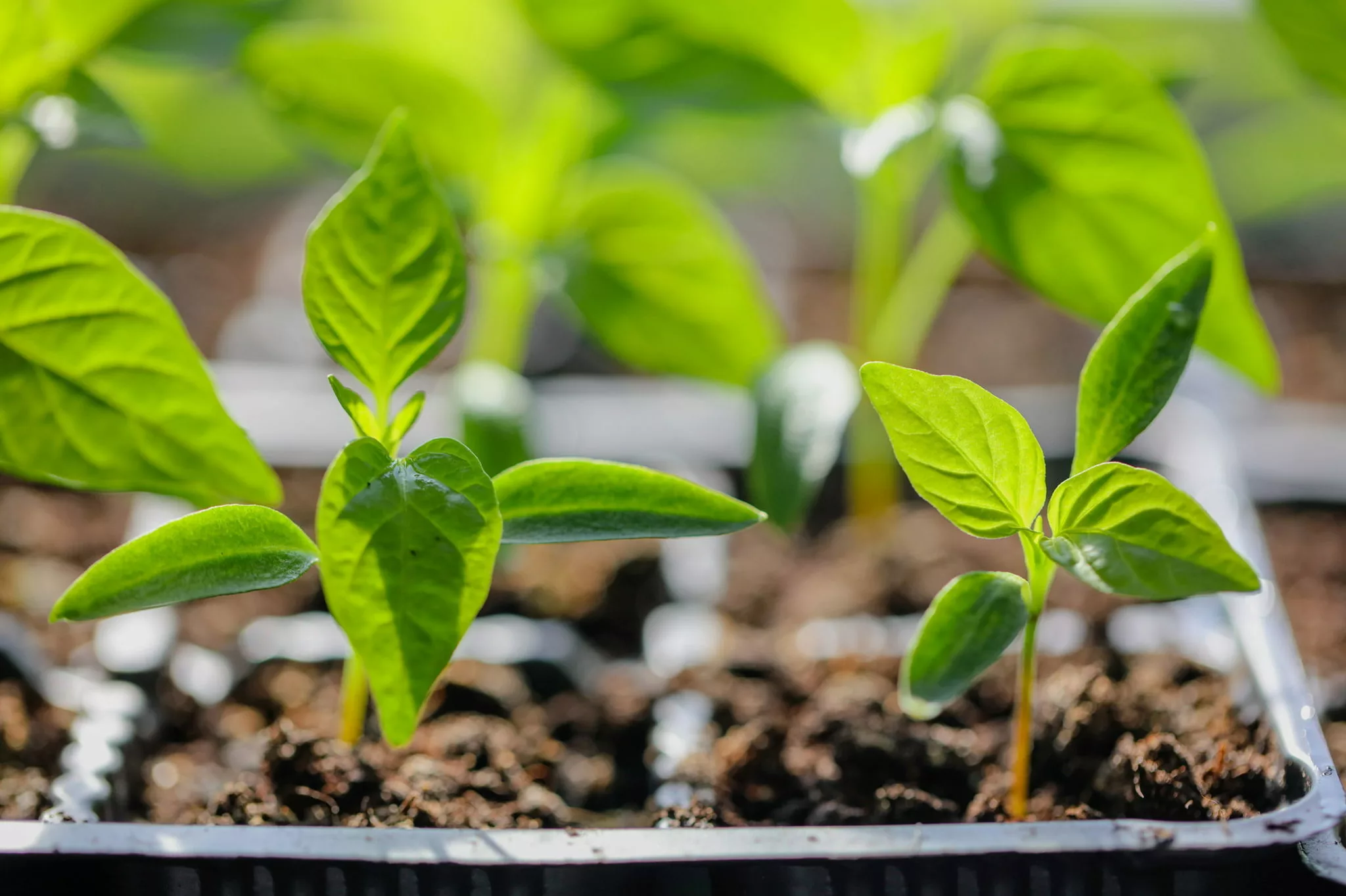 vegetable seedlings in seed trays