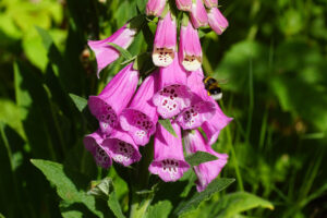 bee on foxglove