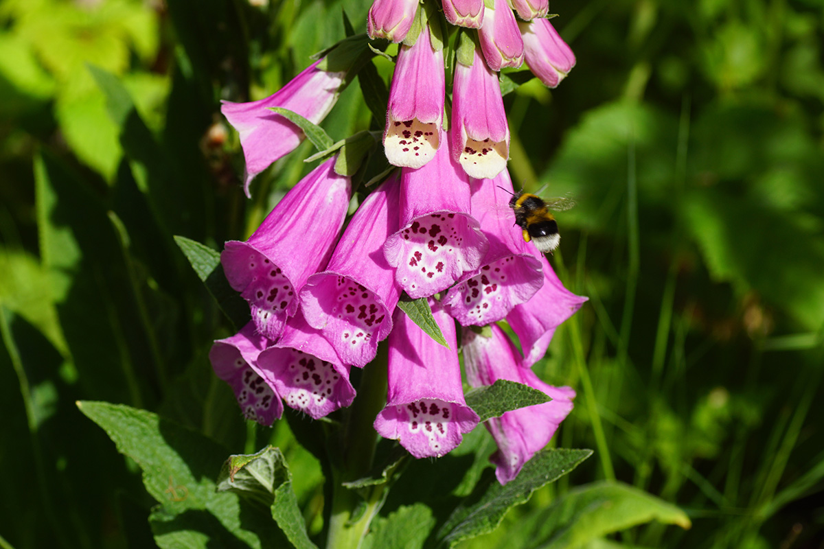 bee on foxglove