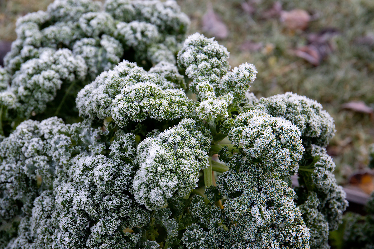 Kale covered in frost