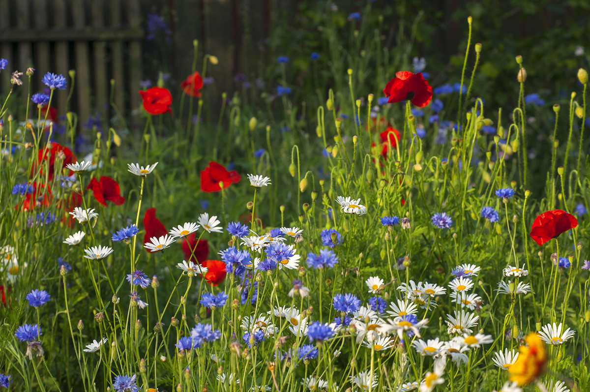 Wildflower patch