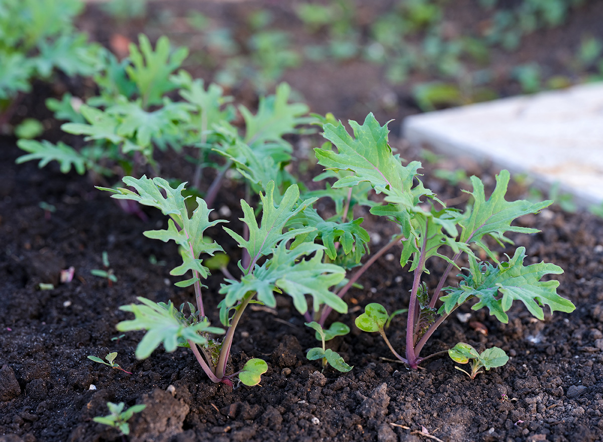Young kale plants