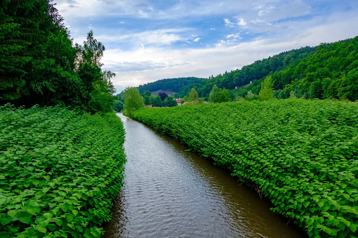 Japanese knotweed near a river in Lochenhaus, Austria