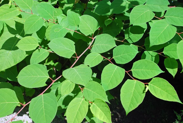Japanese knotweed