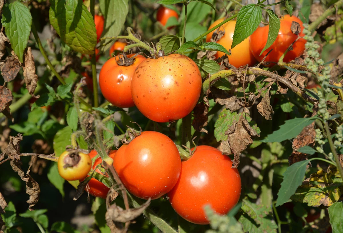 tomatoes affected by blight