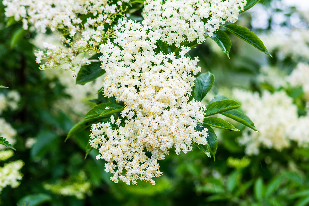 Sambucas nigra, Common elder.