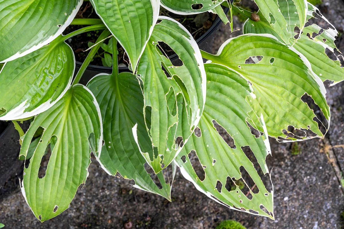 slug damage to hosta plant