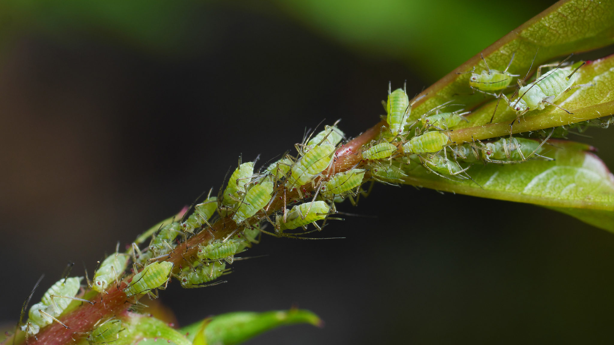 aphids on plant close up