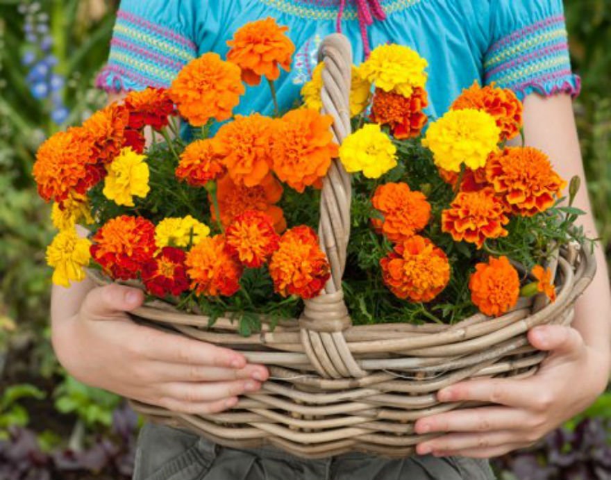 Image of Marigolds hanging basket flowers