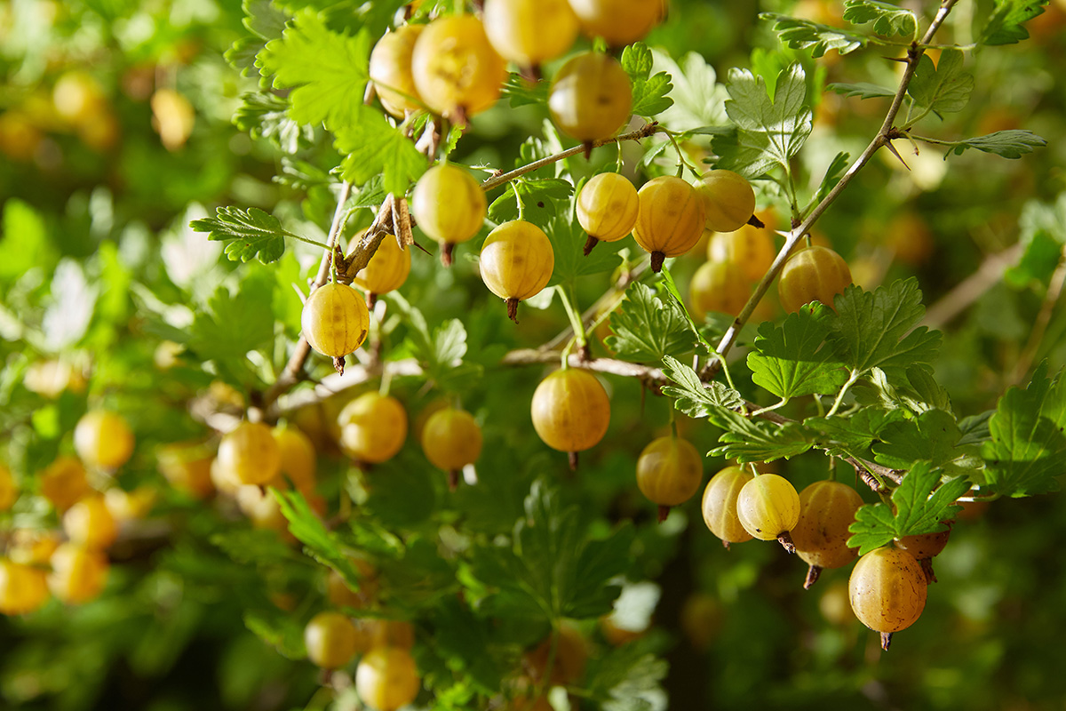 ripe gooseberries ready for harvesting