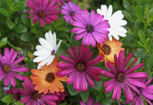 multi coloured osteospermum