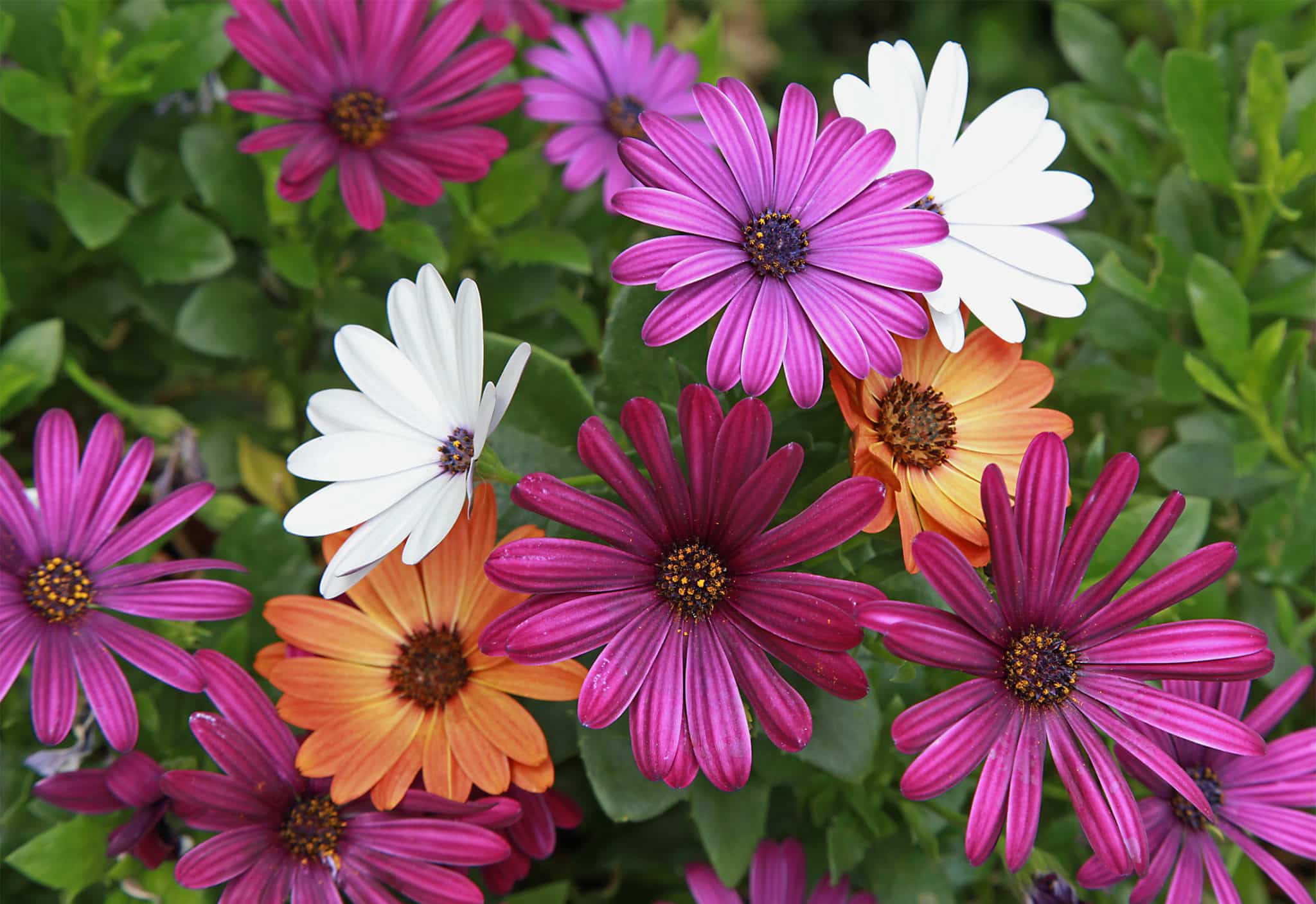 multi coloured osteospermum
