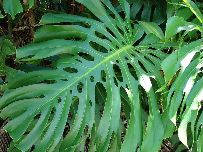 cheese plant