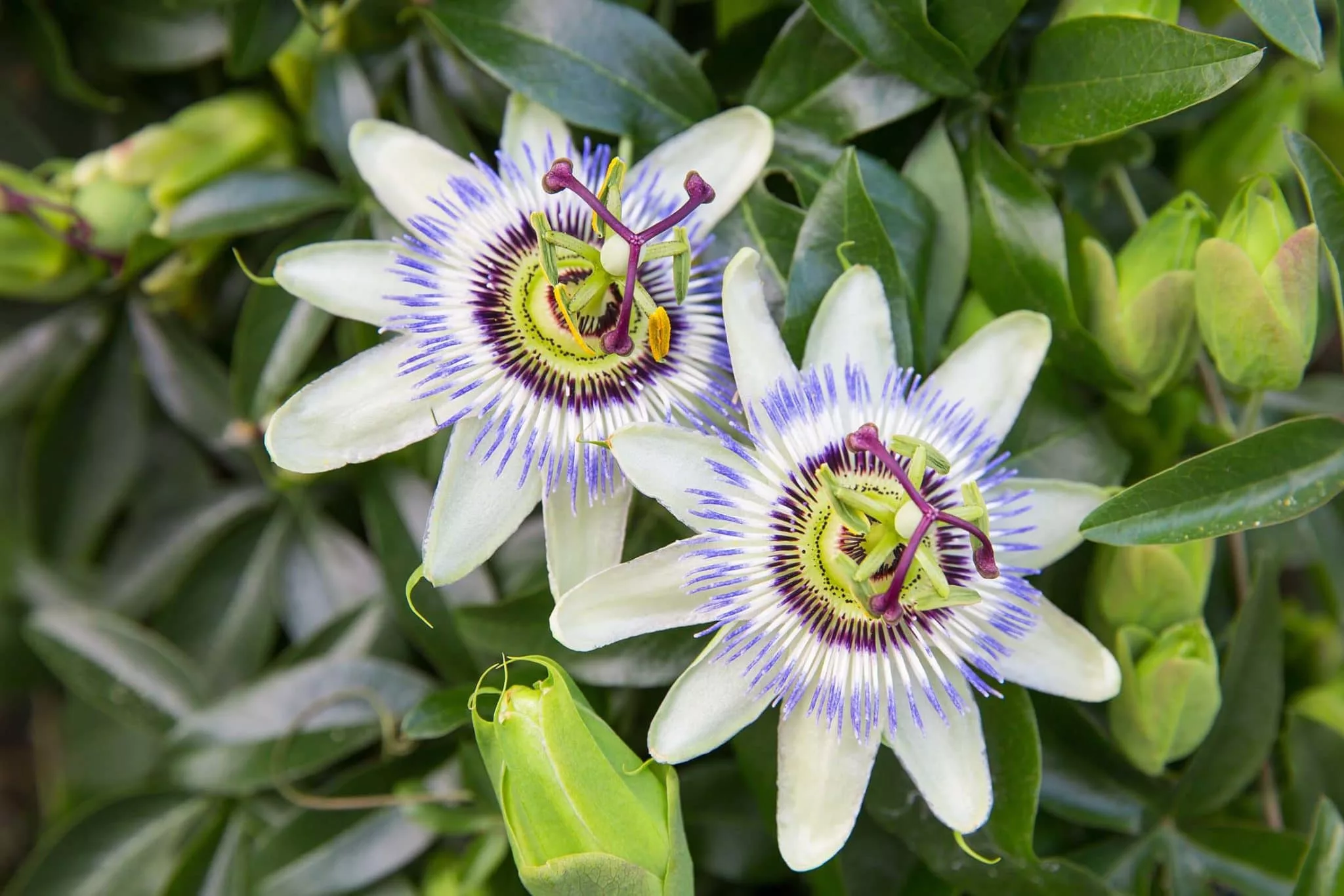 Passion flower_Passiflora caerulea