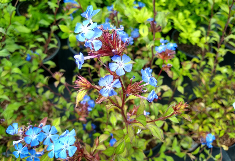 Ceratostigma willmottianum