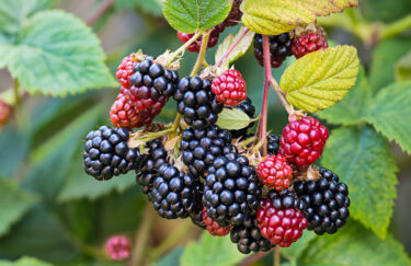 Blackberries growing