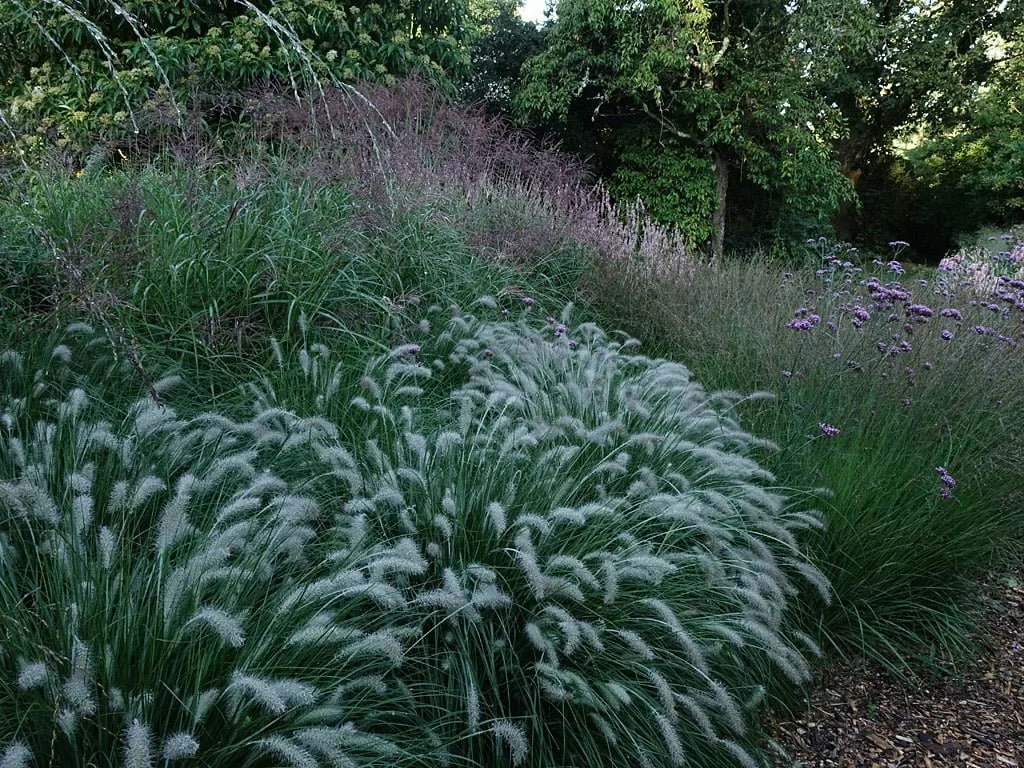Pennisetum Hameln