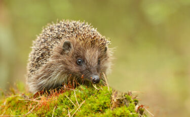 Hedgehog