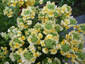 Nemesia ‘Honey Dark Yellow’ (Plants2Garden)