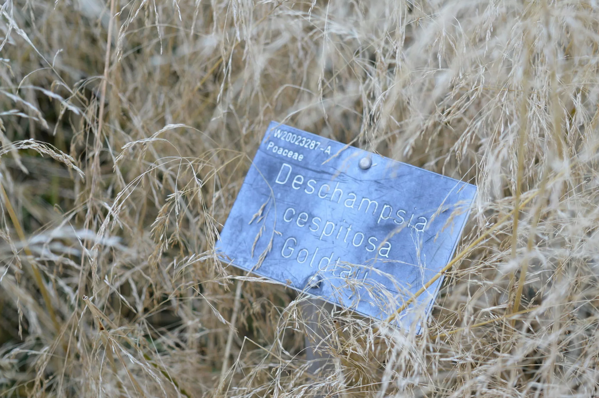 Metal plant labels