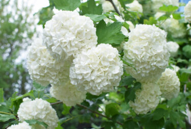 Viburnum opulus 'Roseum'