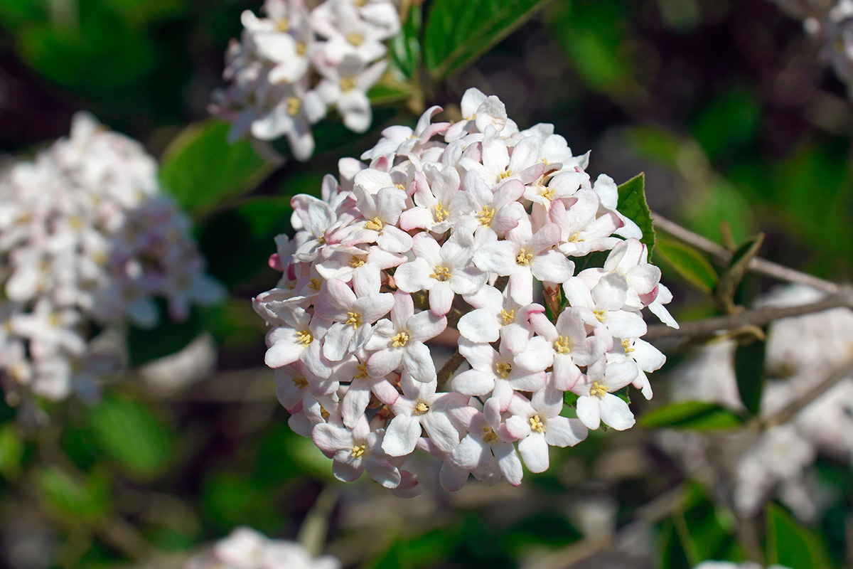 Viburnum x burkwoodii 'Mohawk'