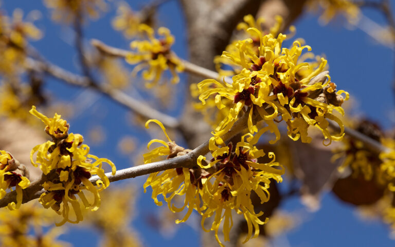 Witch hazel, hamamelis