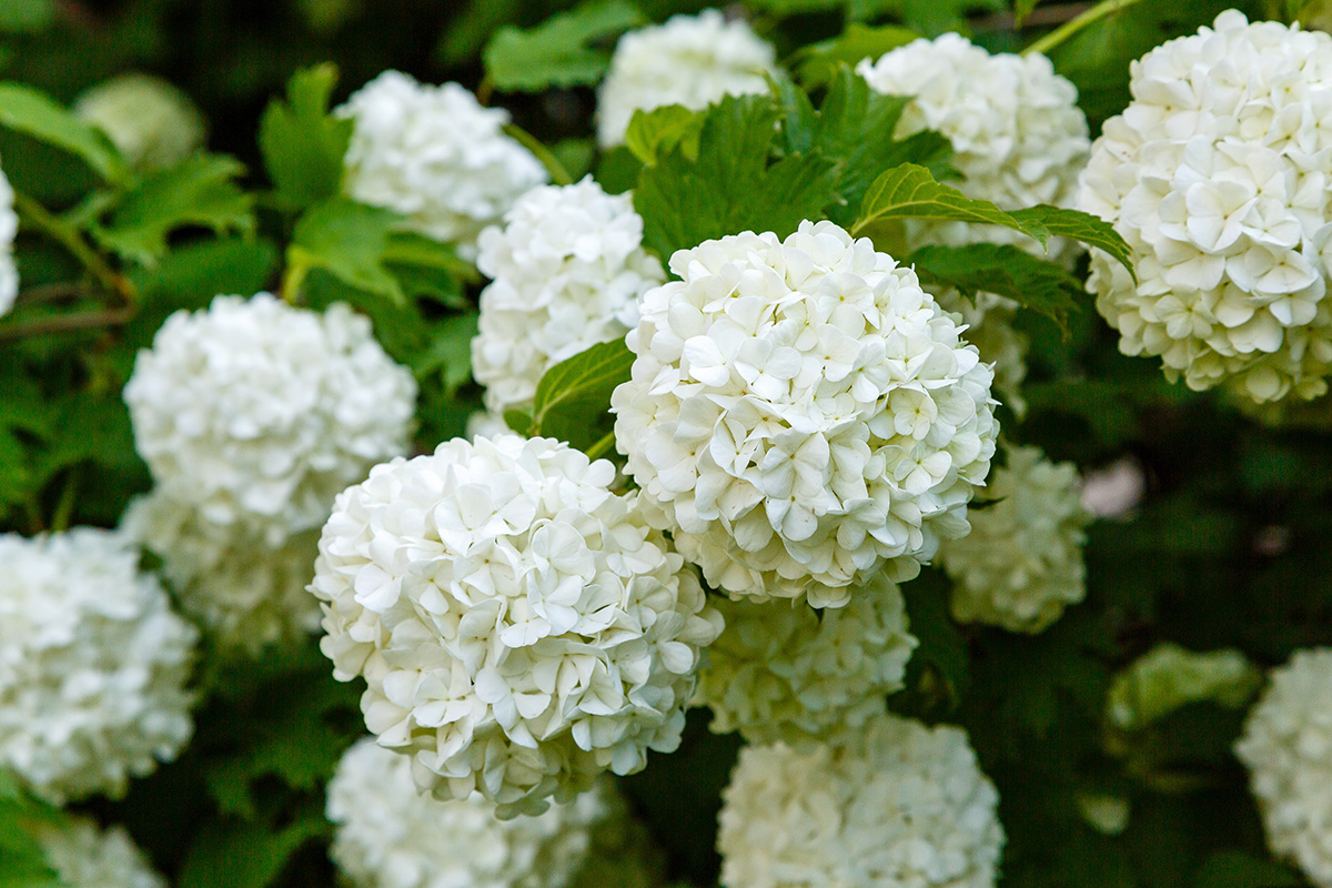 Viburnum opulus 'Roseum'