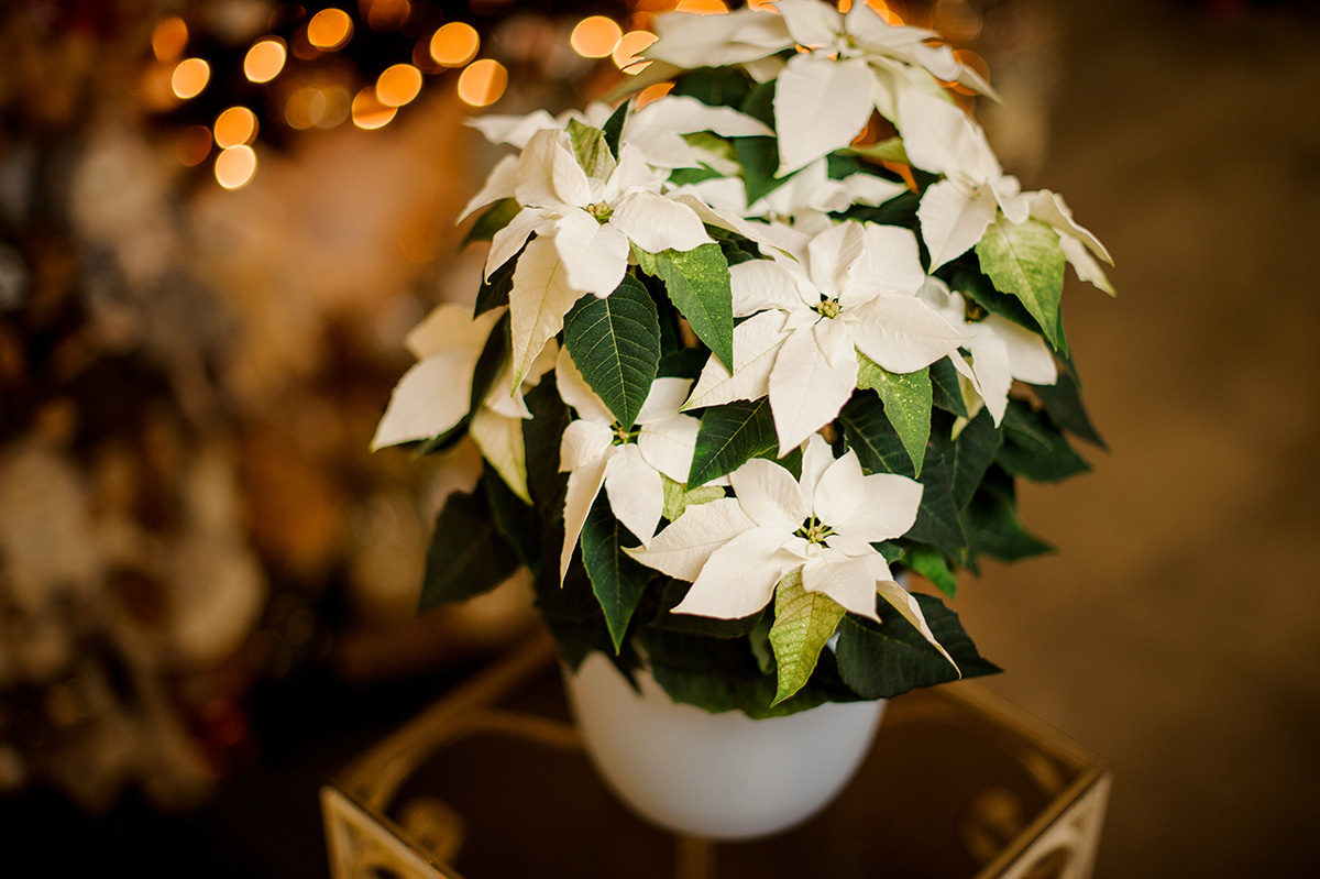 White poinsettia