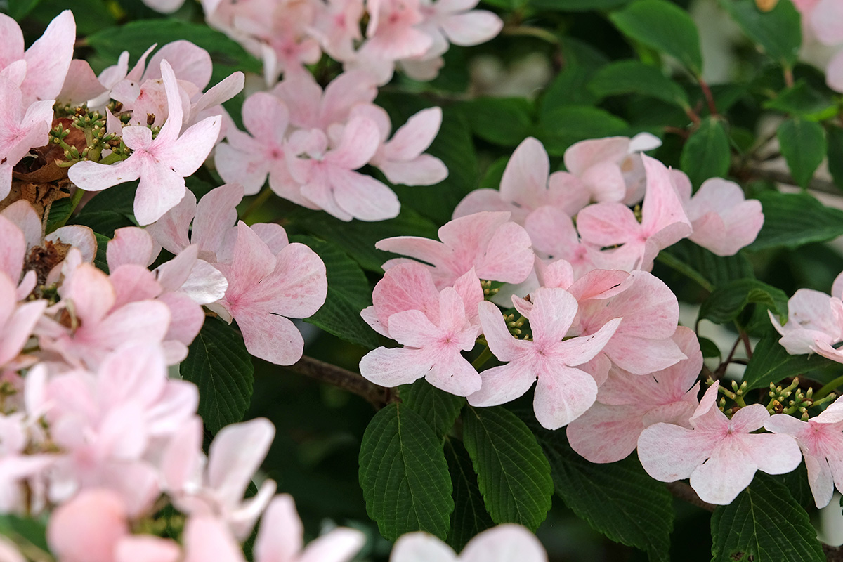 Viburnum plicatum 'Kilimanjaro Sunrise'
