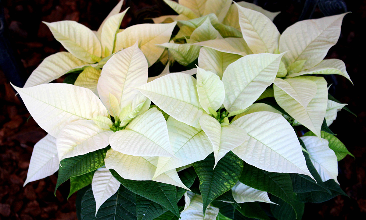 White poinsettia