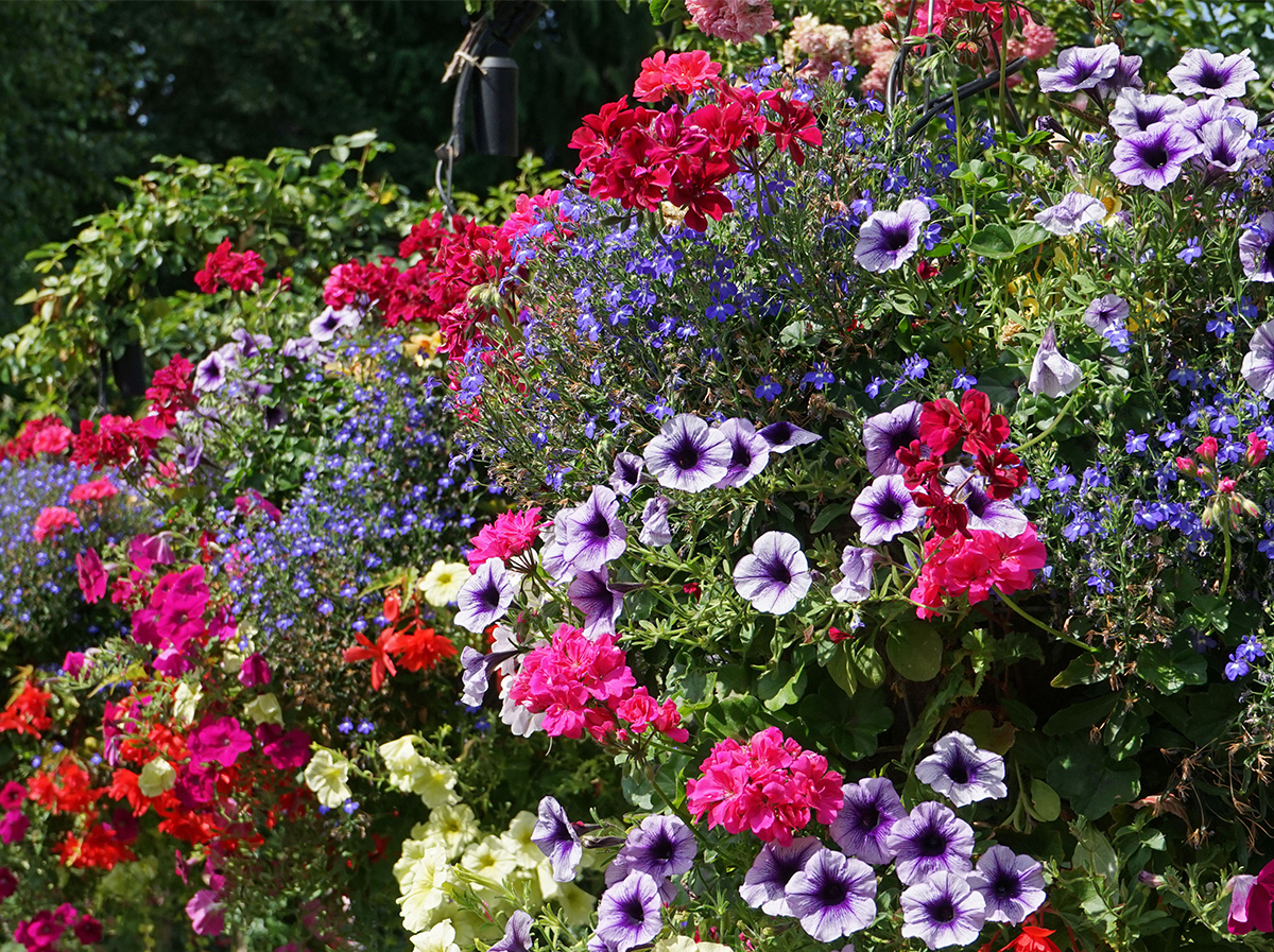 mixed summer bedding in hanging baskets