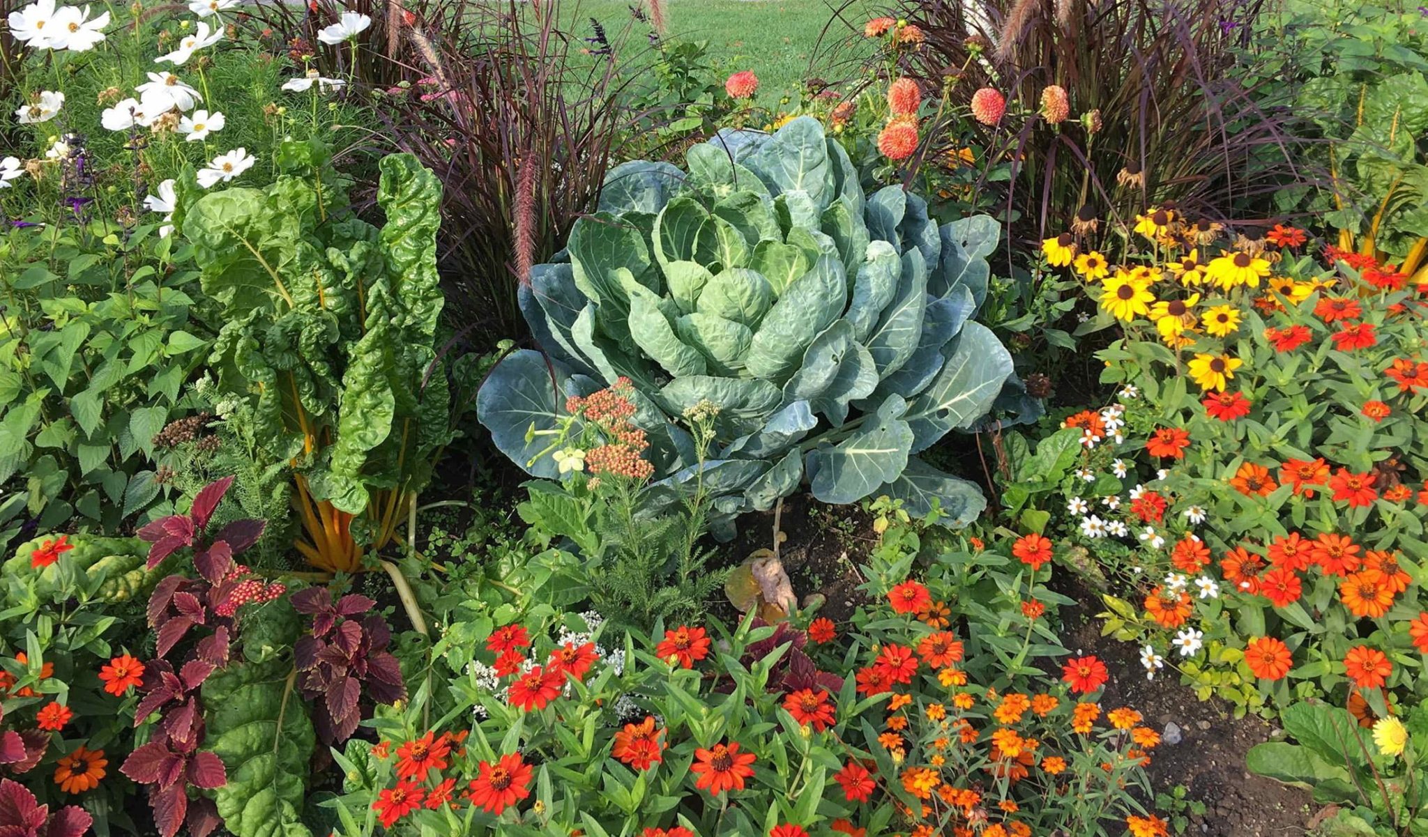 Getting Started with Seeds How to Grow your own Plants, Veg & Fruit