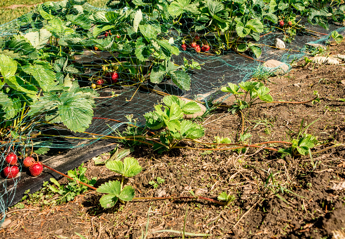 Pegged down strawberry runners to create new plants