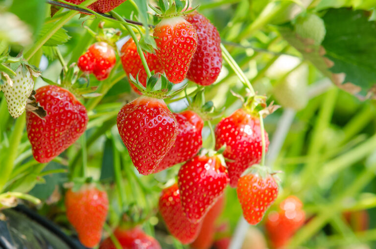Ripening strawberries
