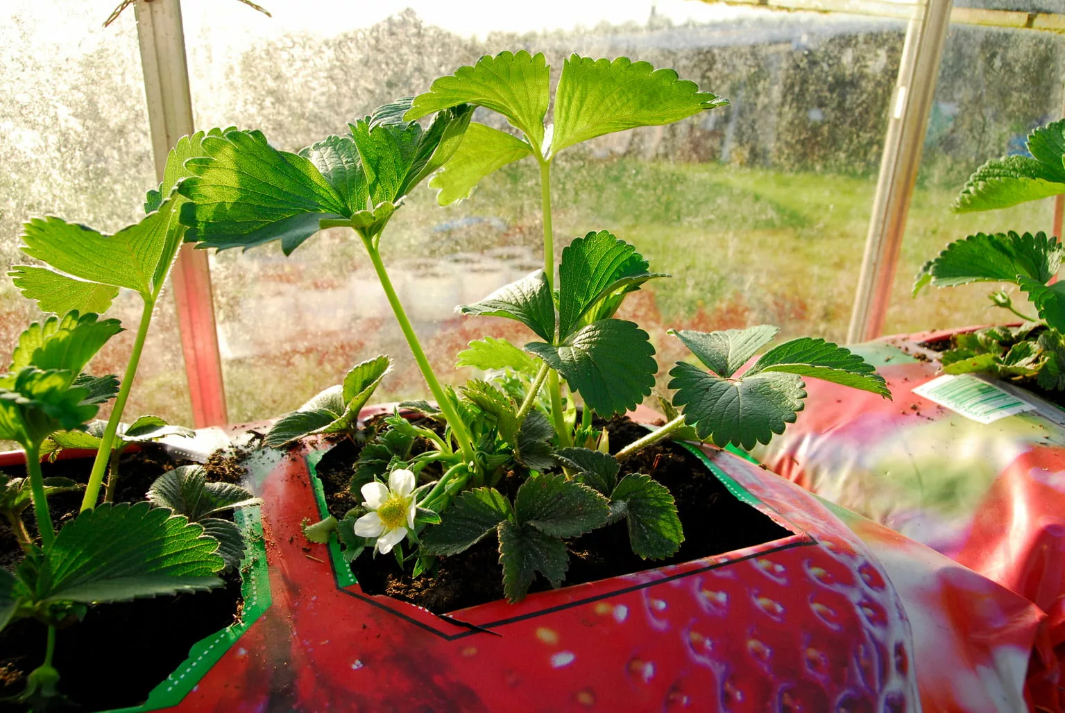 strawberry growing bag