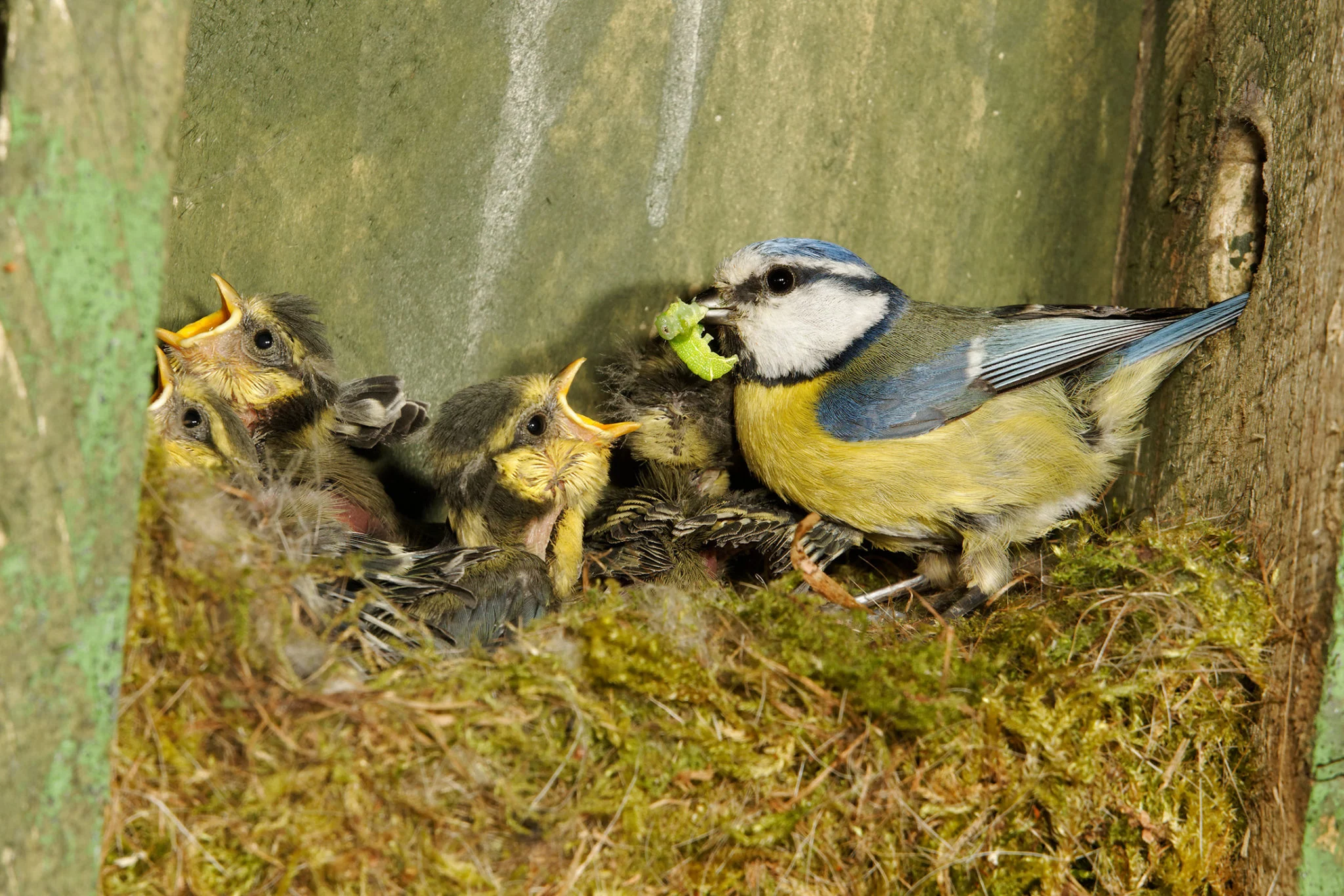 Blue tit feeds her young in nestbox