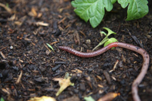 earth worm
