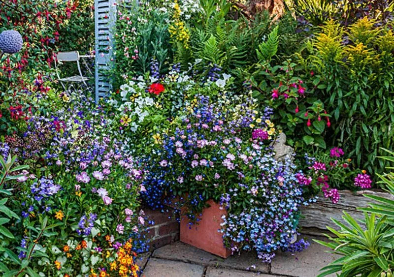 What bedding plants are best for containers Richard Jackson Garden