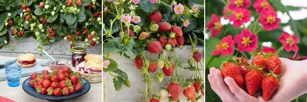 day neutral strawberries 3 photos