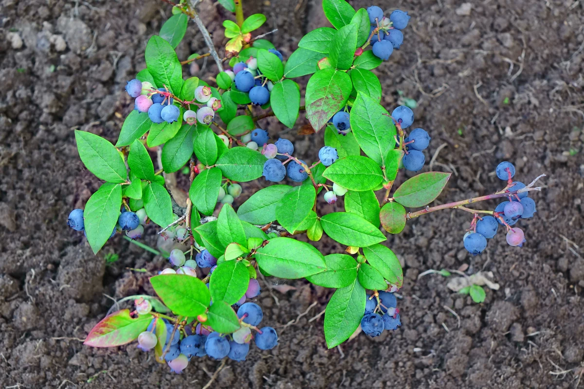 Blueberry plant in garden