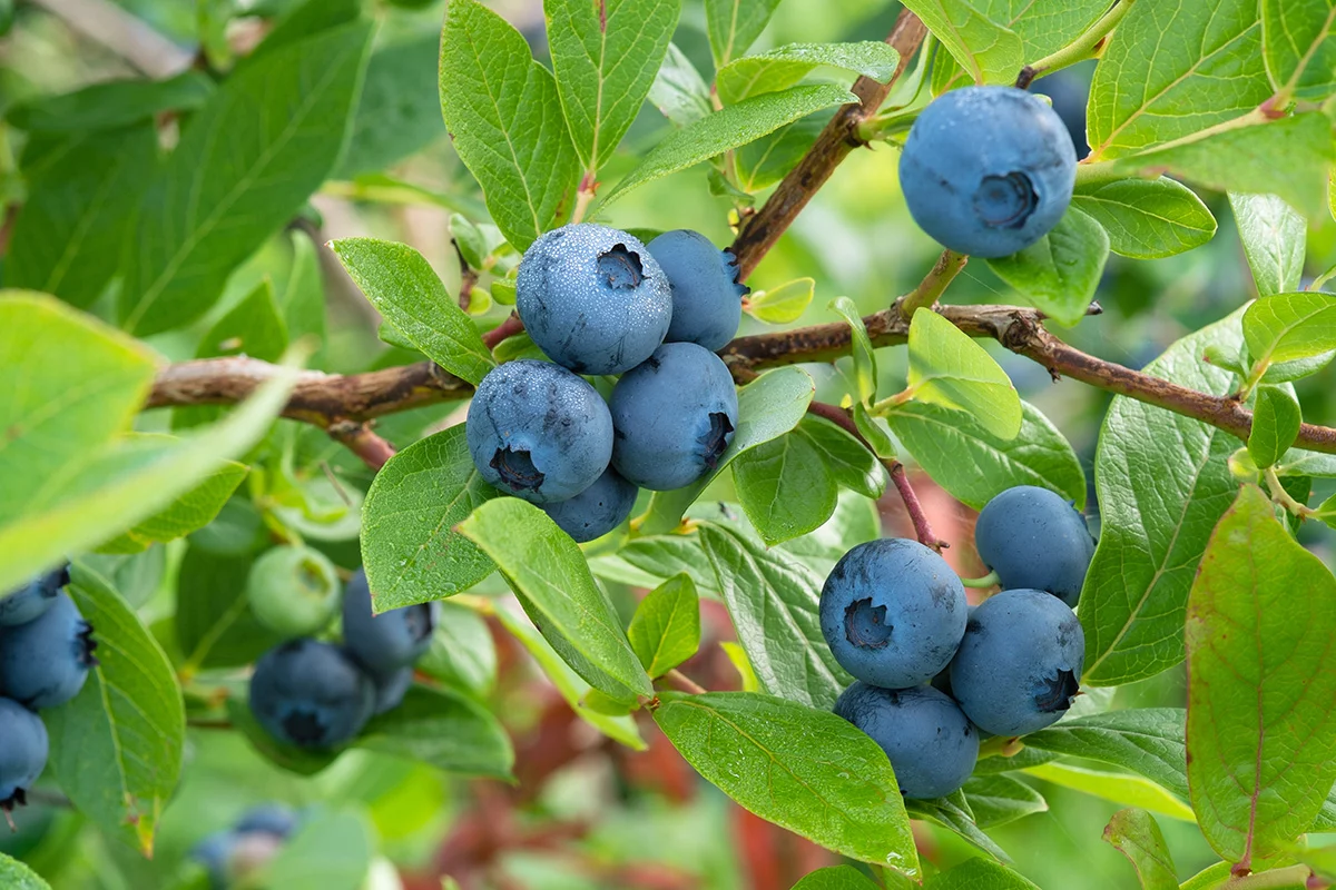 blueberries growing on branch
