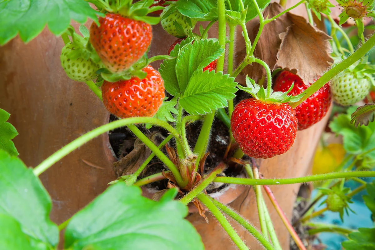 Strawberries growing in pot